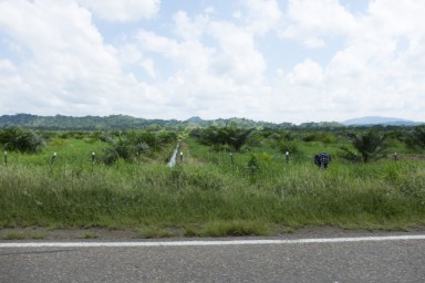 Plantation récente de palmiers à huile en bord de route