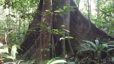 You are currently viewing L’école: une nouveauté pour les Yanomami