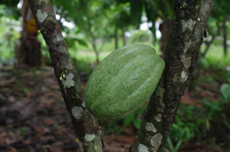 D’avril à mai, les membres de la coopérative agricole Agrobosque ont effectué la récolte à la main, en veillant à ne cueillir que les pousses vraiment mûres. Sur cette photo, une pousse de cacao en phase de maturation.