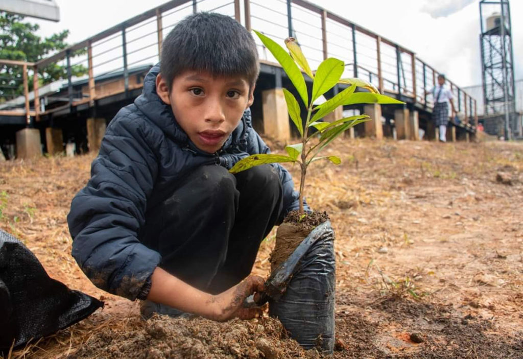 Un enfant plante un arbre au Pérou