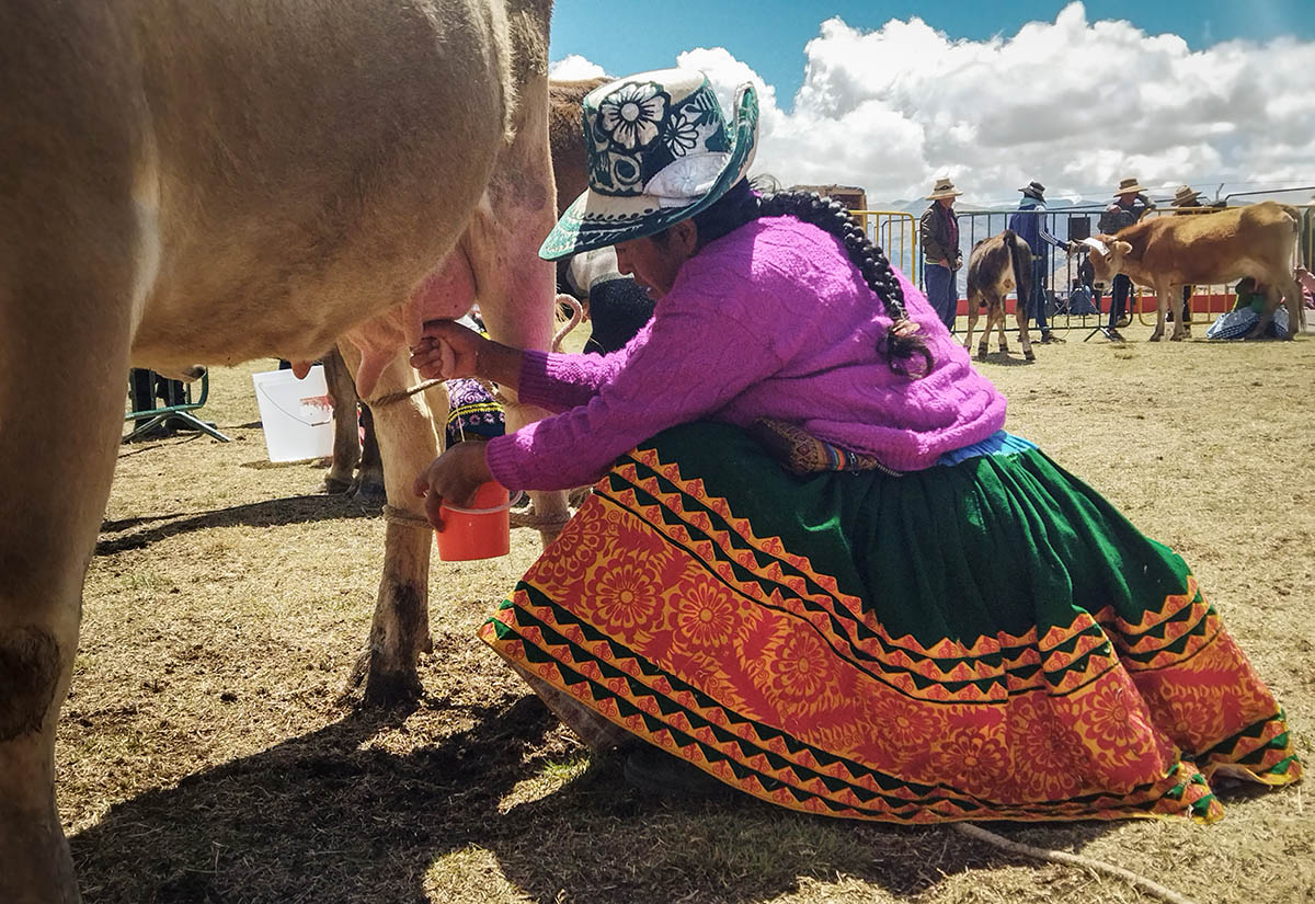 Une vieille dame trait une vache dans les Andes