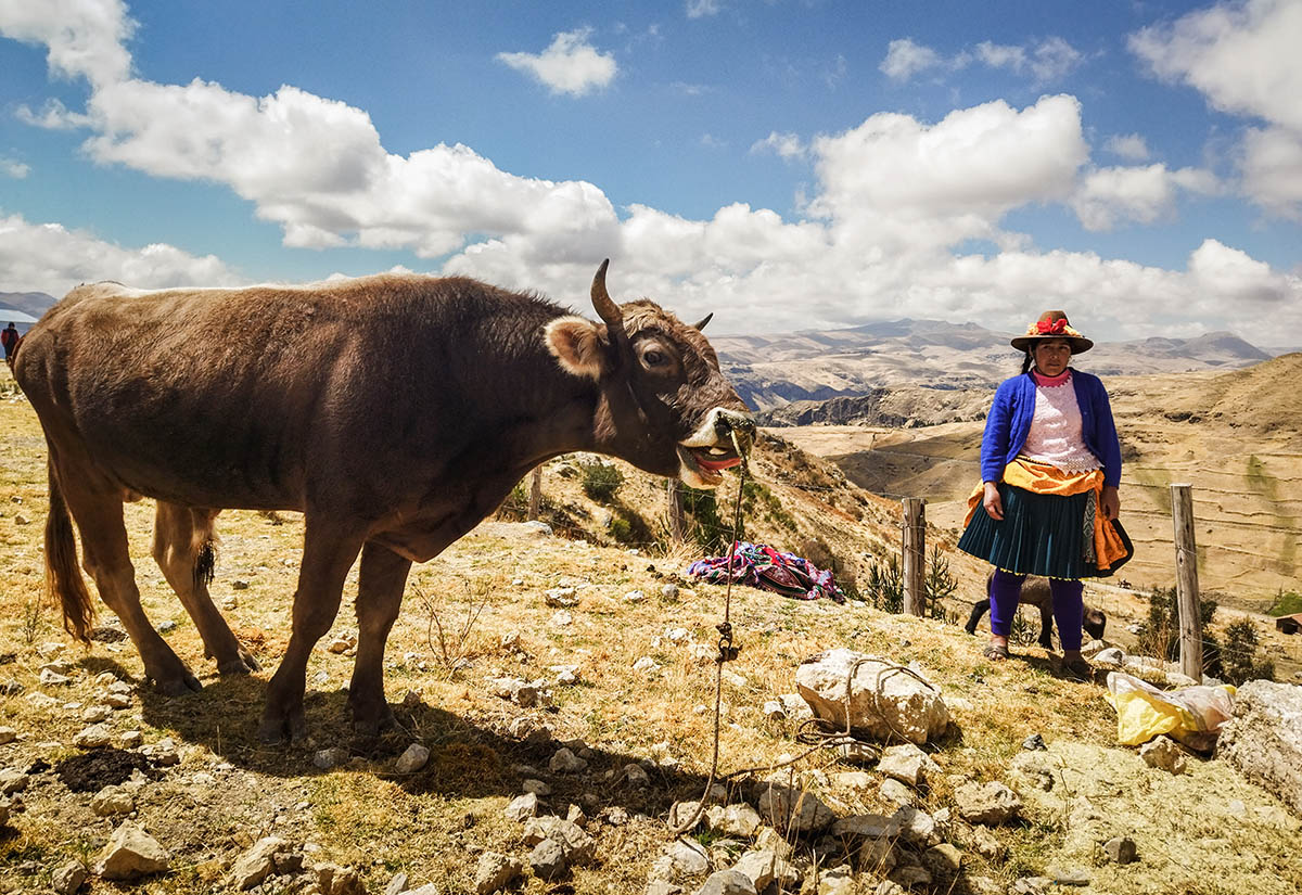Une jeune fille devant une vache dans les Andes